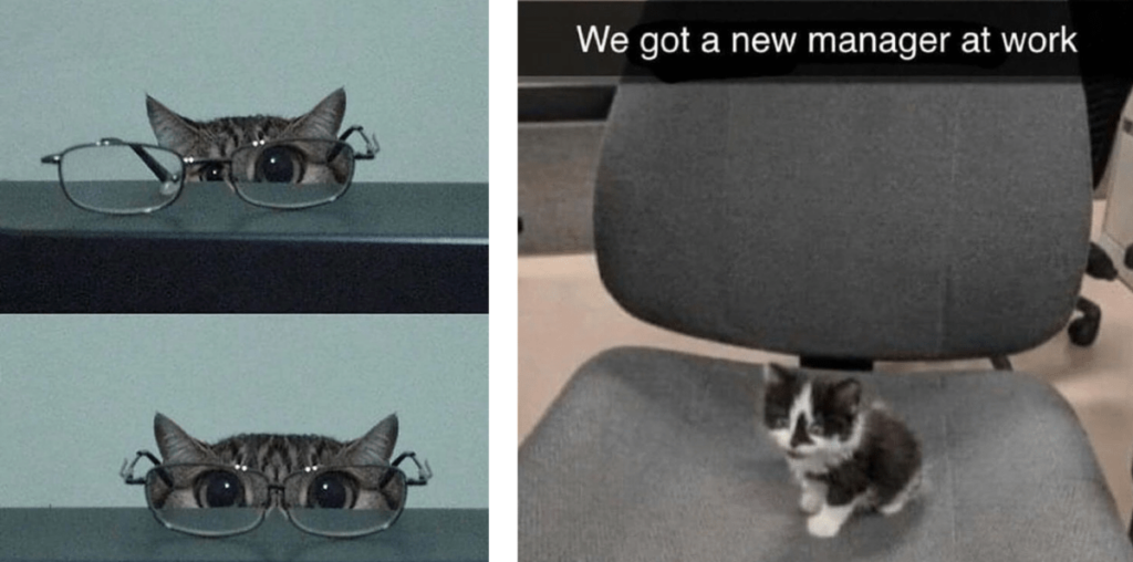 Caught on Candid Camera: 32 Cute Cat Posts from the Hilarious House Cats Caught in the Act