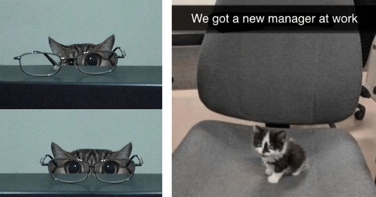 Caught on Candid Camera: 32 Cute Cat Posts from the Hilarious House Cats Caught in the Act