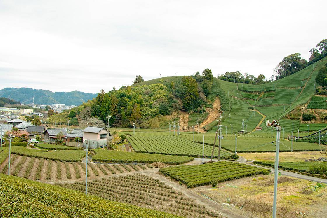 Cycling, Stand Up Paddleboarding, and Tea Tasting in Shizuoka City