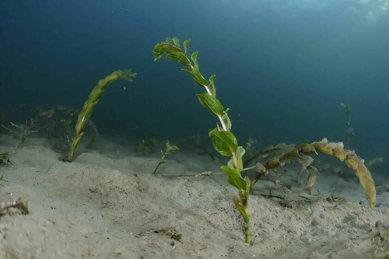 Deep clear-water lake analysis shows shallow water areas crucial for nutrient balance in lakes