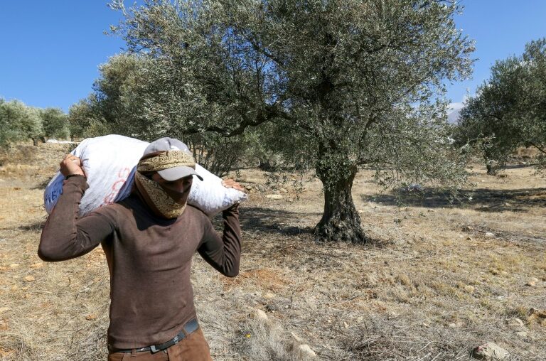 Defiant Lebanese harvest olives in the shadow of war