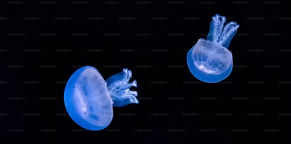 Comb Jellies Exhibit Rare Ability to Revert from Adult to Juvenile Form