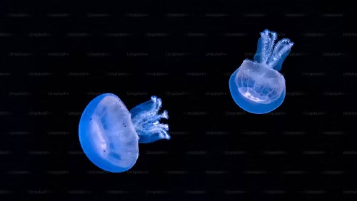 Did you know comb jellies can turn back into babies?