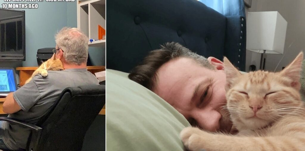 Dog Guys Who Got Cats for Their Kids and Now Can't Stop Sharing Pics of Their Purrfect Feline Friends