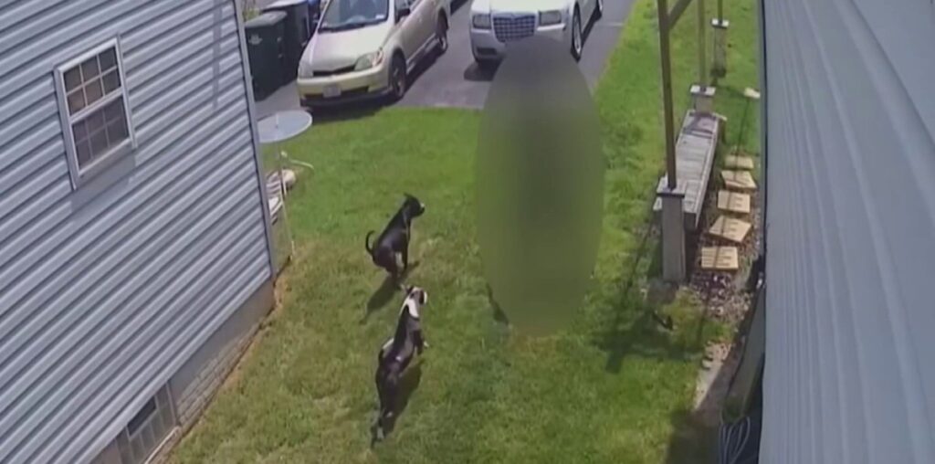 Dogs attack about 2 people in DC every day. Why cases can be hard to investigate