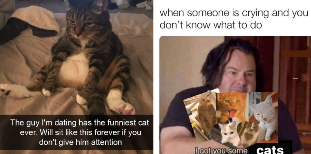 Don't Get Kicked Out of Thanksgiving Dinner: 21 Calming Cat Memes for Feline Fanatics Who Are at Risk of Being Removed from the Dinner Table for Obsessing Over Cats