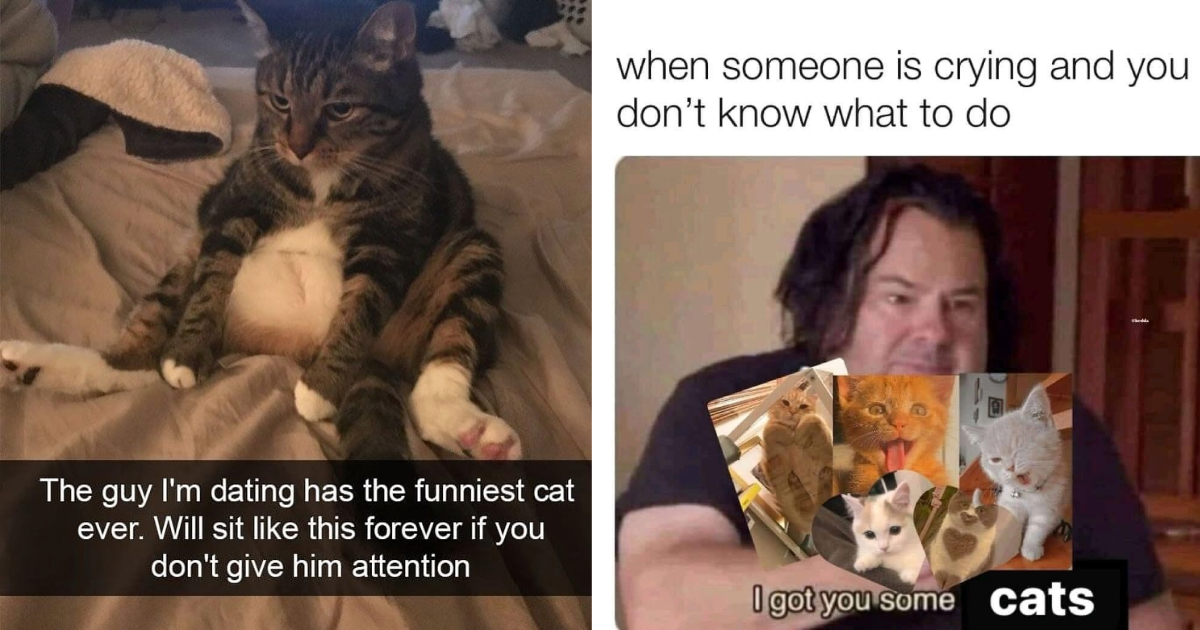 Don’t Get Kicked Out of Thanksgiving Dinner: 21 Calming Cat Memes for Feline Fanatics Who Are at Risk of Being Removed from the Dinner Table for Obsessing Over Cats