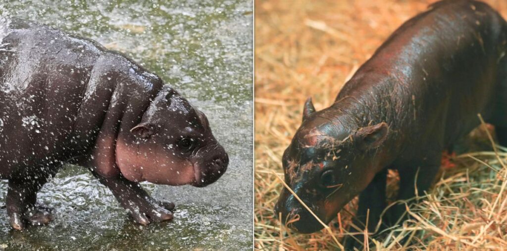 Edinburgh Zoo Challenges Moo Deng To Cuteness Contest With Newborn Pygmy Hippo