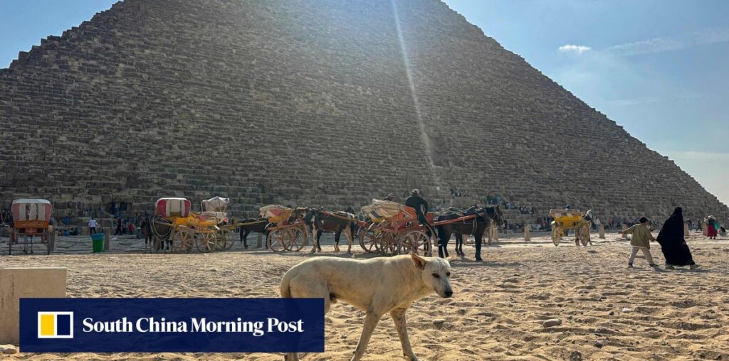 Egypt’s Giza strays become tourist draw after pyramid-scaling dog goes viral