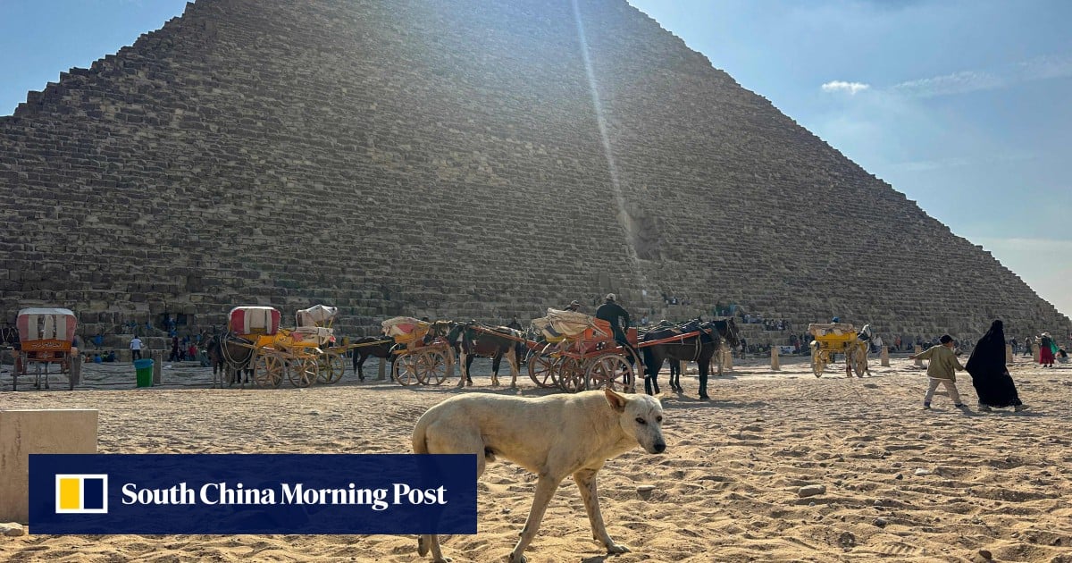 Egypt’s Giza strays become tourist draw after pyramid-scaling dog goes viral