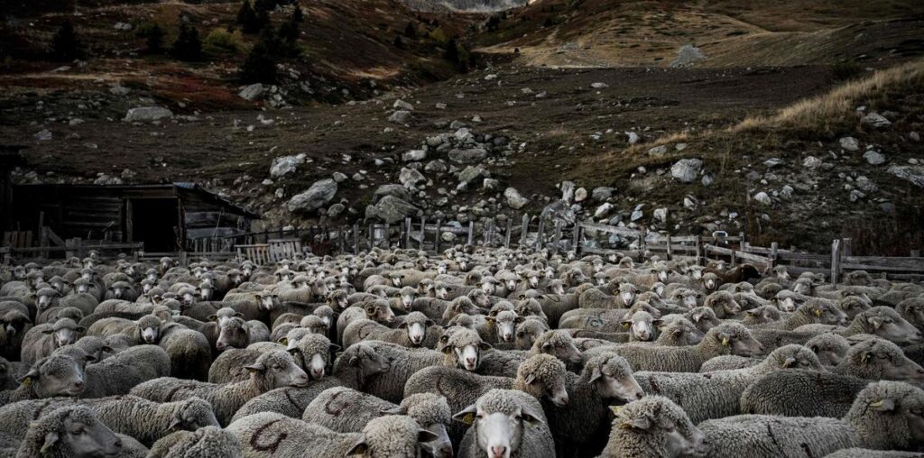 Fièvre catarrhale ovine : faute d’agneaux, la maladie menace les éleveurs à long terme