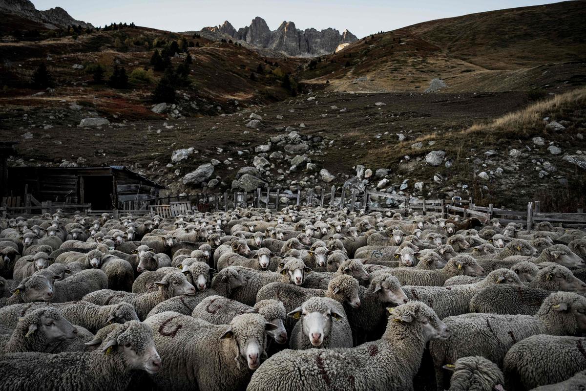 Fièvre catarrhale ovine : faute d’agneaux, la maladie menace les éleveurs à long terme