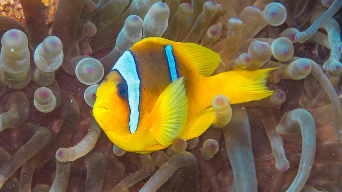 Fish get stressed due to social anxiety