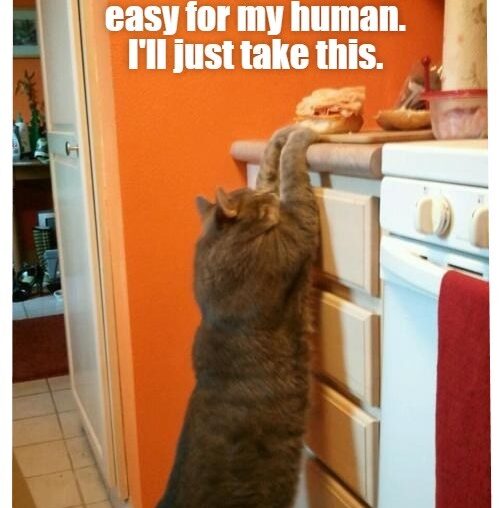 Foodie Feline