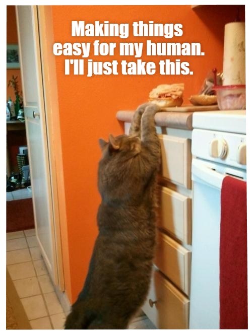 Foodie Feline