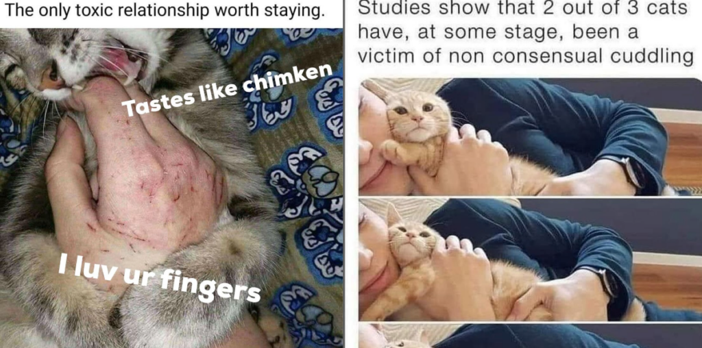 Furiday Feline Family Festivities: 25 Hilarious Cat Child Memes to Help You Calm Down After a Tumultuous Thanksgiving with Your Own Family