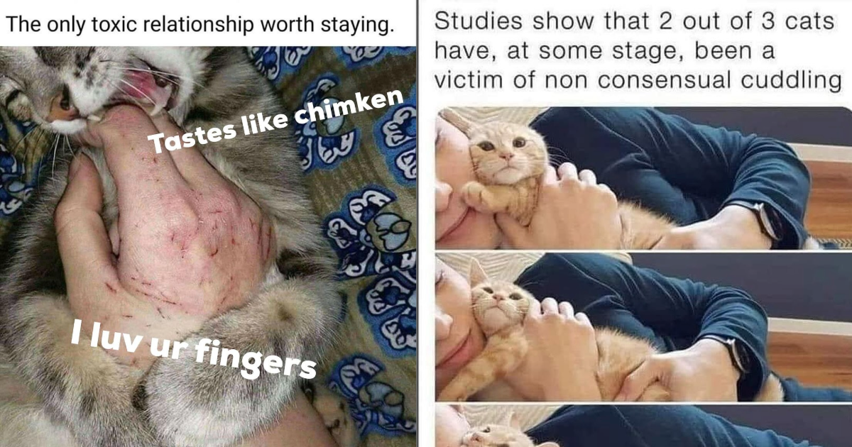 Furiday Feline Family Festivities: 25 Hilarious Cat Child Memes to Help You Calm Down After a Tumultuous Thanksgiving with Your Own Family