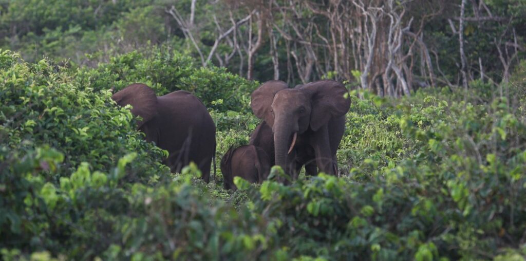 Gabon forest elephant forays into villages spark ire