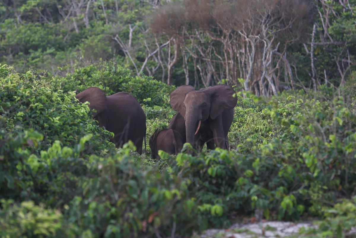 Gabon forest elephant forays into villages spark ire