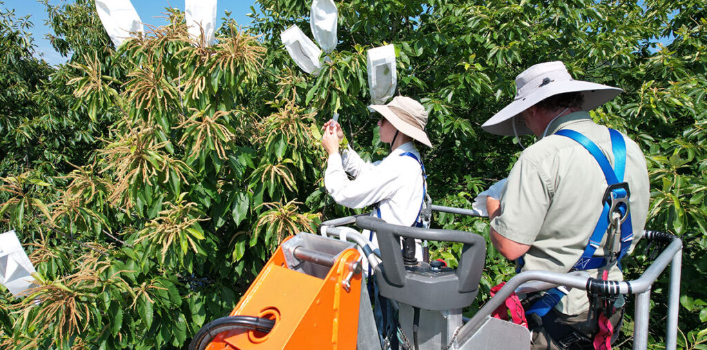 A researcher in a safety harness pollinates an American chestnut tree from a lift. Another researcher is on the other side of the lift and appears to be taking notes. The tree has bags over some of its branches, presumably to control the pollen that gets in. The lift has a grey platform and orange arm.