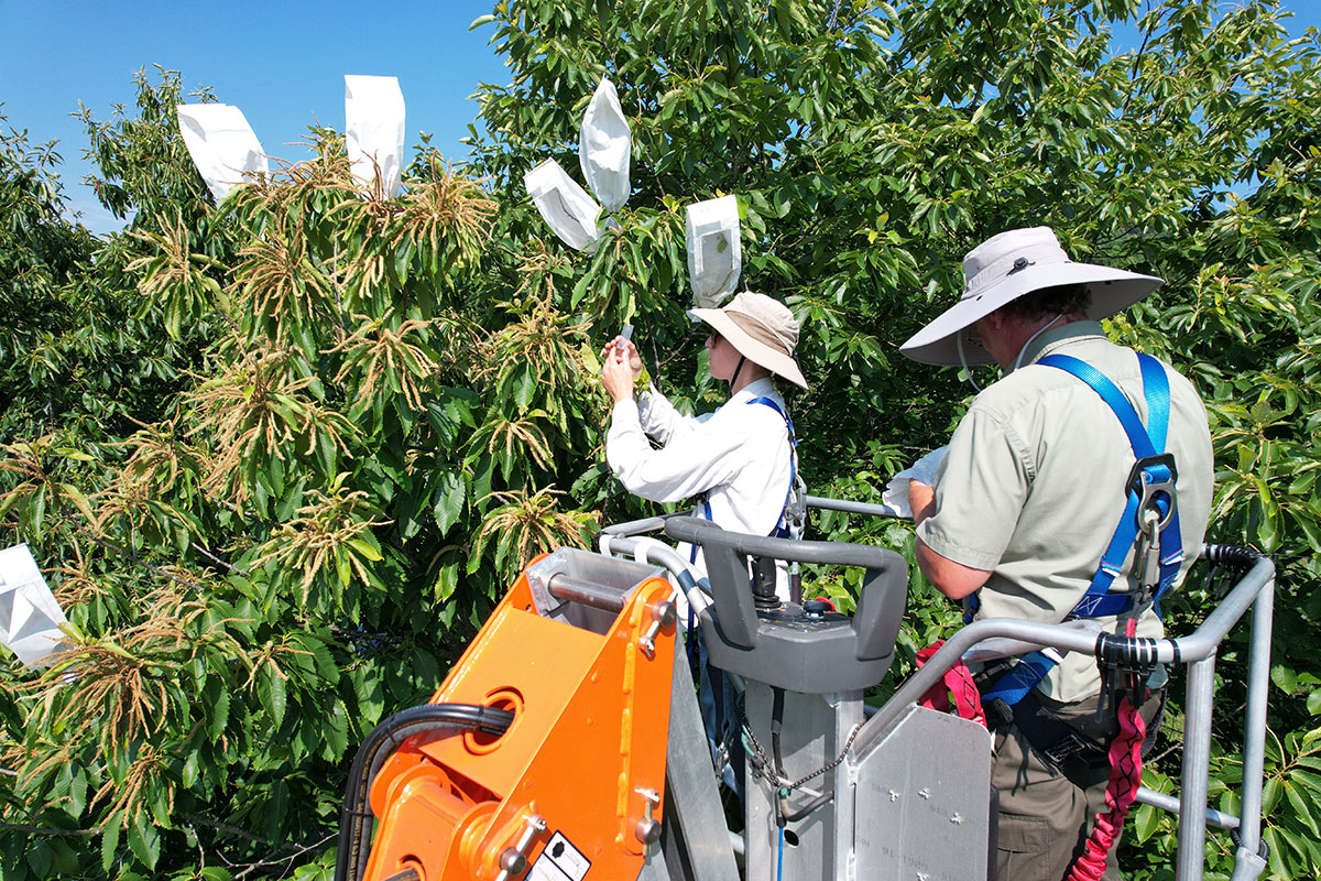 Hacking Trees To Bring Back The American Chestnut