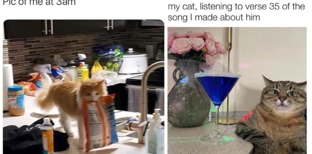 Hilarious Cat Memes For A Purrfectly Silly Start To The Day