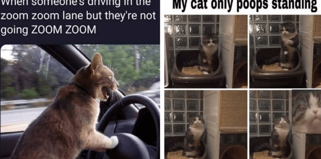 How the Heck Are You Doing That?: 25 Hectic House Cat Memes for Hoomans Working Like Headless Chickens