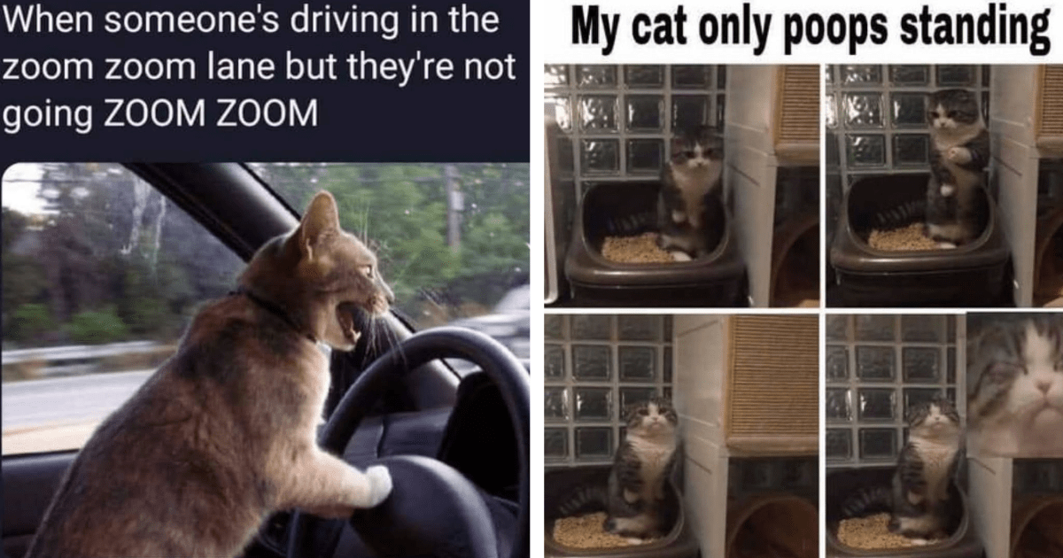 How the Heck Are You Doing That?: 25 Hectic House Cat Memes for Hoomans Working Like Headless Chickens