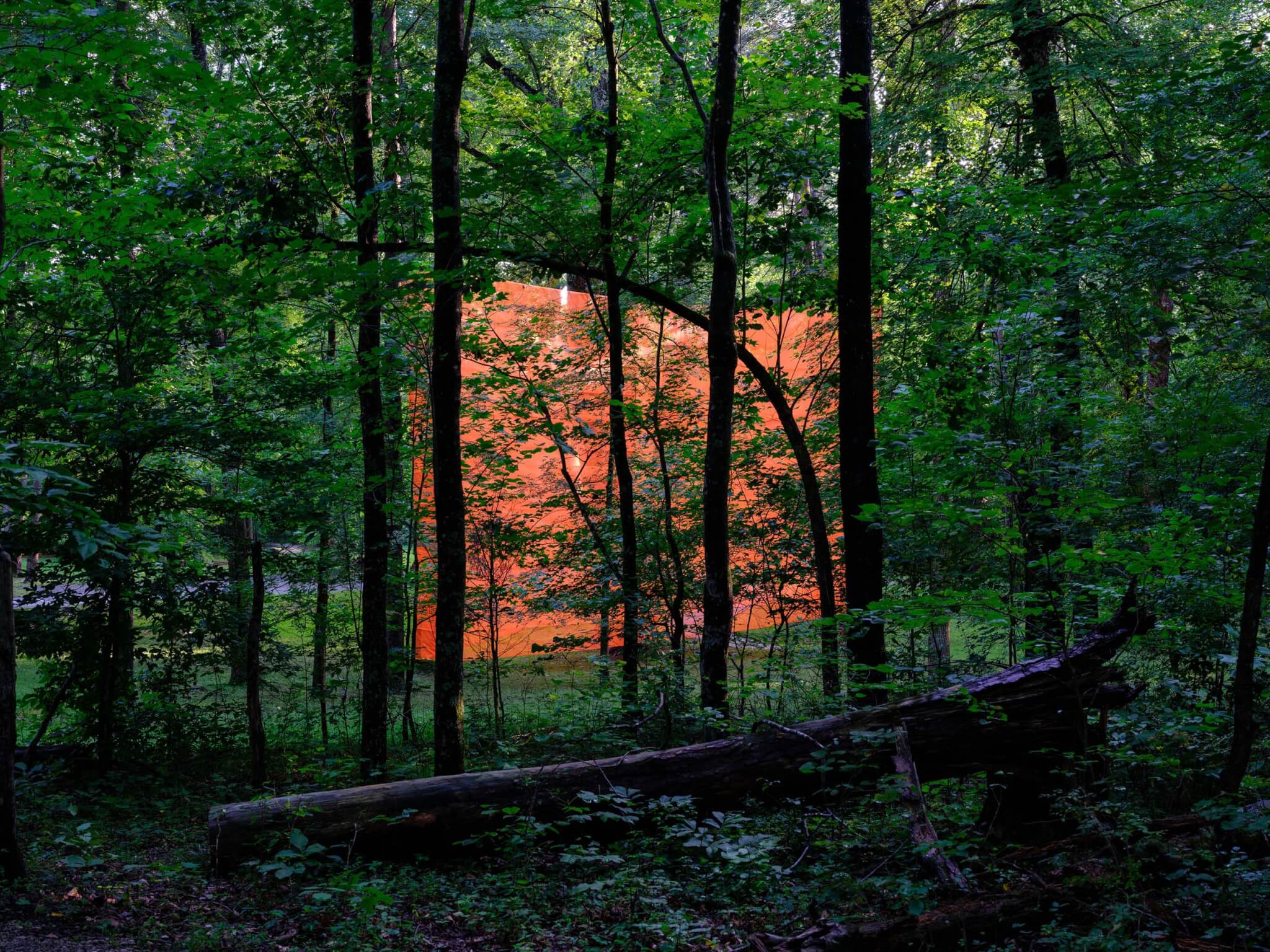 In Kentucky, DOMM wraps trees in netting to create a forest courtyard