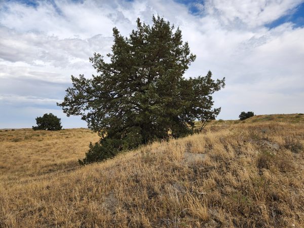 Juniper Dunes Wilderness Area