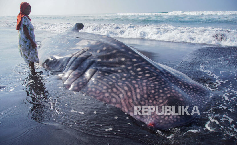 Warga menyaksikan seekor hiu tutul (Rhincodon typus) yang terdampar di Pantai Mbah Drajit, Yosowilangun, Lumajang, Jawa Timur, Sabtu (19/10/2024).