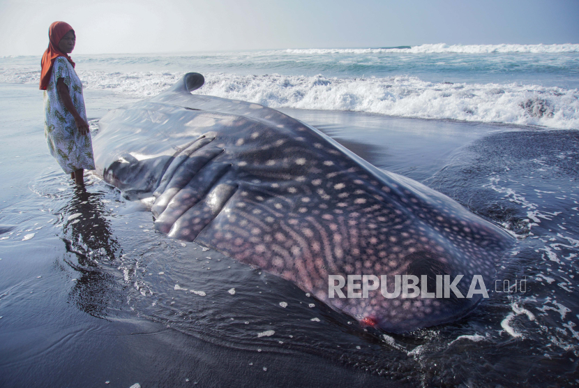 KKP dan WWF-Indonesia Perkuat Perlindungan Habitat Hiu dan Pari |Republika Online