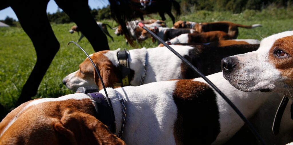 Keeping tradition of the hunt alive - The Boston Globe