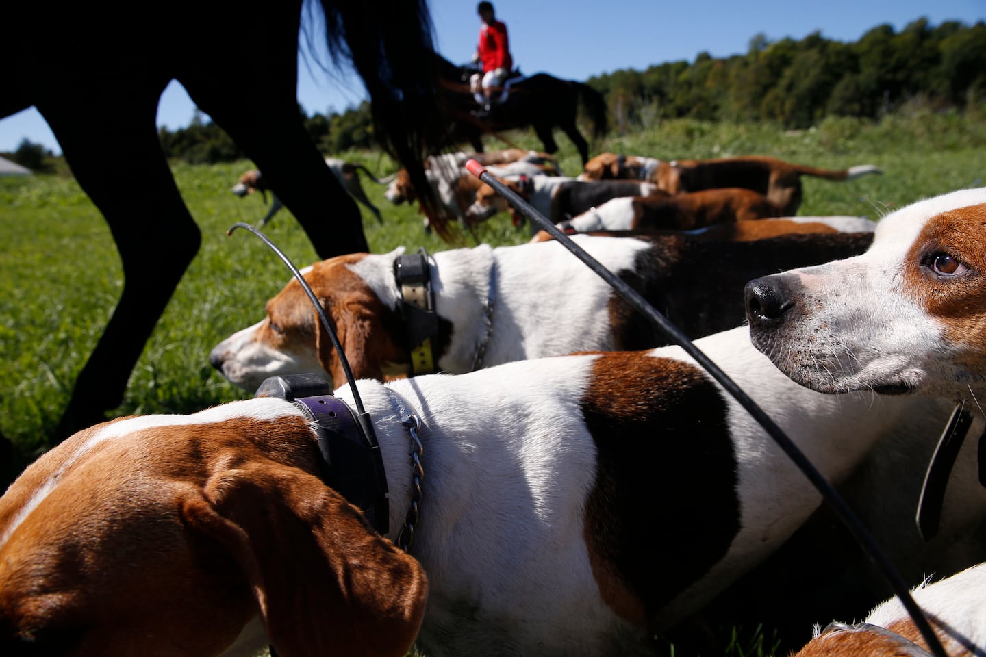 Keeping tradition of the hunt alive – The Boston Globe