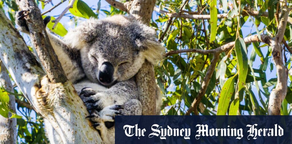 Koala habitat destruction is a disgrace