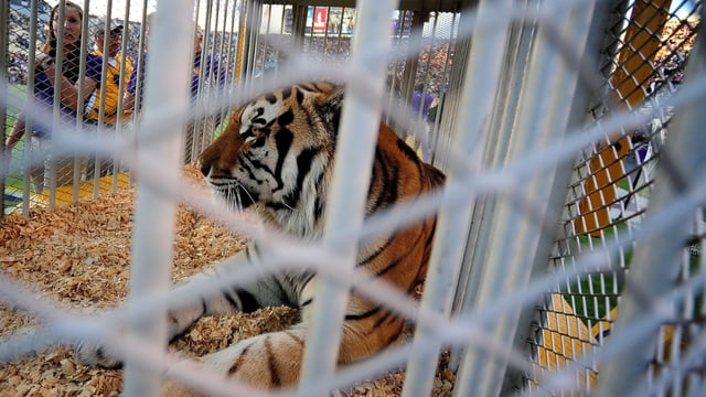 LSU bringing live tiger into Tiger Stadium for Alabama game on Saturday night, per report. | The tiger will not be Mike VII – he is to remain in his habitat on LSU’s campus.