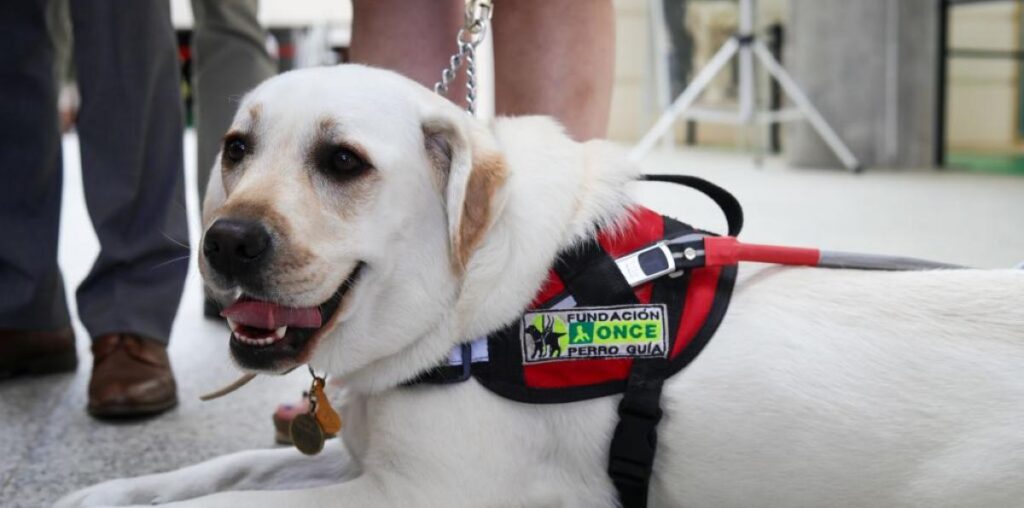 La ONCE busca familias para cuidar a sus cachorros de dos meses