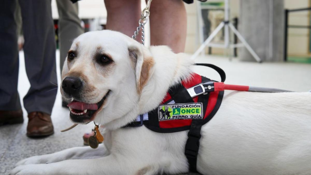 La ONCE busca familias para cuidar a sus cachorros de dos meses