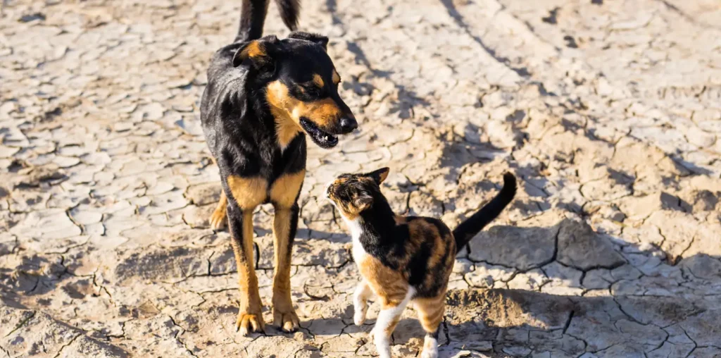 Laksana ‘Trap-Neuter-Return’, cadang NGO tangani haiwan terbiar