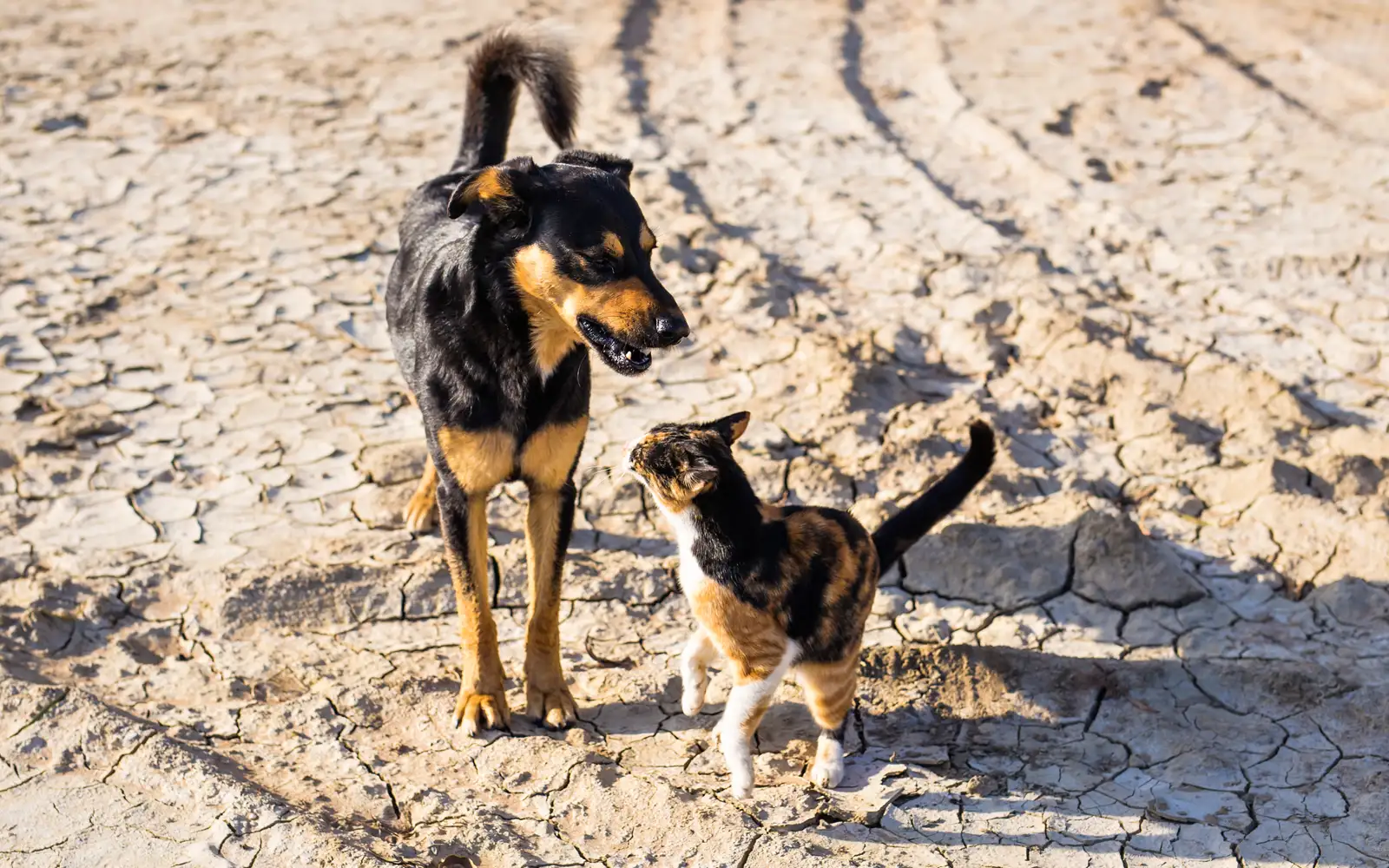 Laksana ‘Trap-Neuter-Return’, cadang NGO tangani haiwan terbiar