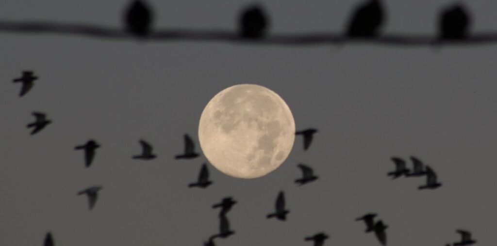 The full moon rises over the Florida Everglades on Nov. 15, 2024.