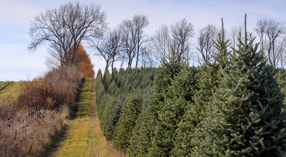 Le facteur humain | Mon beau sapin, qui est le plus vert ?