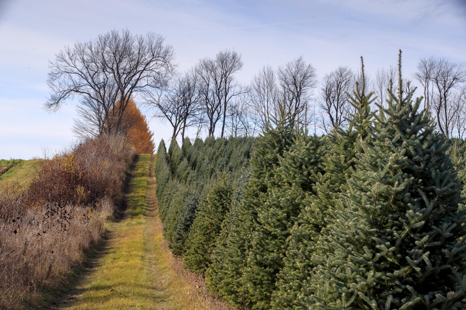 Le facteur humain | Mon beau sapin, qui est le plus vert ?