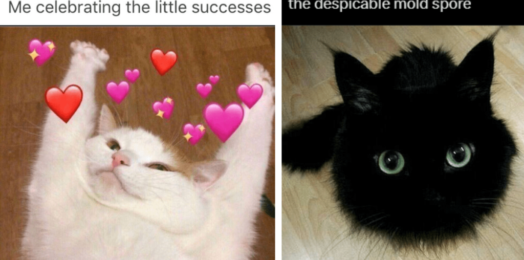 Life's Not Black and White, But These 23 Cat Memes Are Either Wholly Wholesome or Sassily Silly