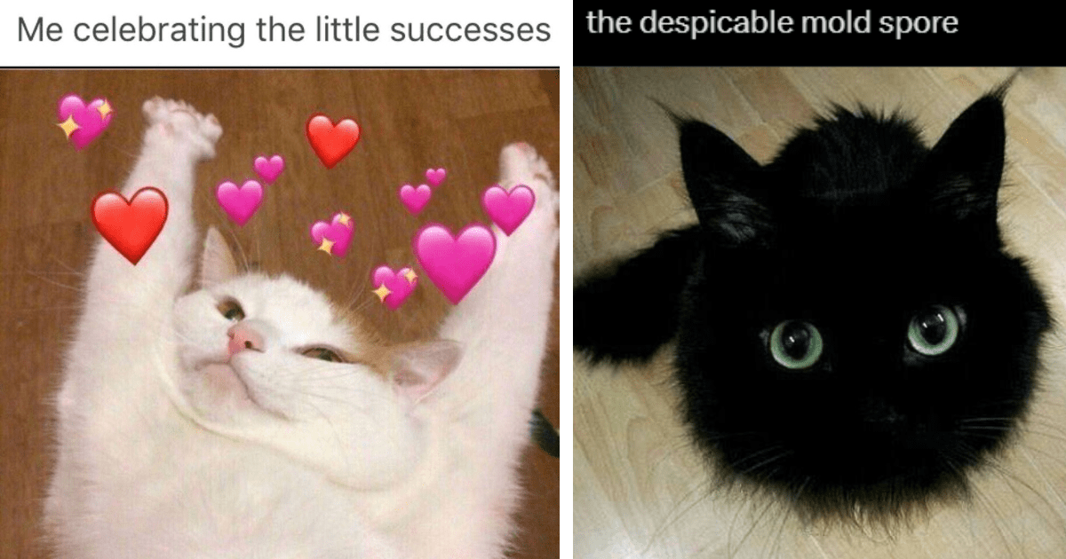 Life’s Not Black and White, But These 23 Cat Memes Are Either Wholly Wholesome or Sassily Silly