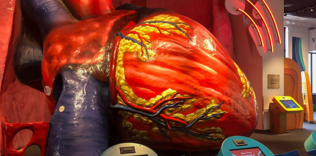 Look inside: Franklin Institute’s Giant Heart reopens with new immersive exhibits