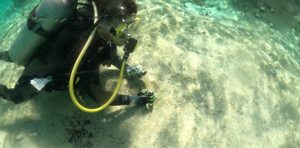 Mahahual coral reef suffers bleaching disease - The Yucatan Times