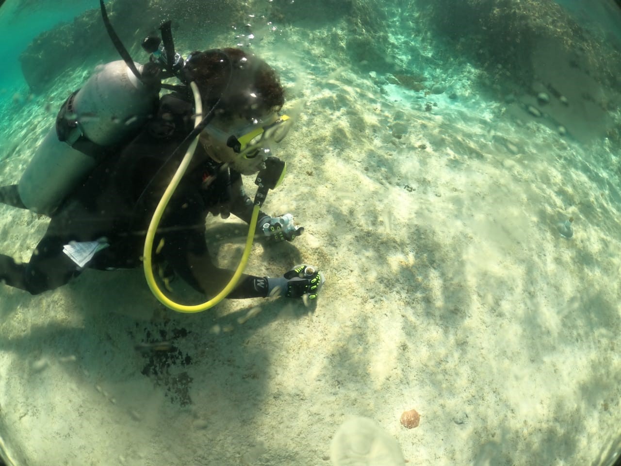 Mahahual coral reef suffers bleaching disease – The Yucatan Times