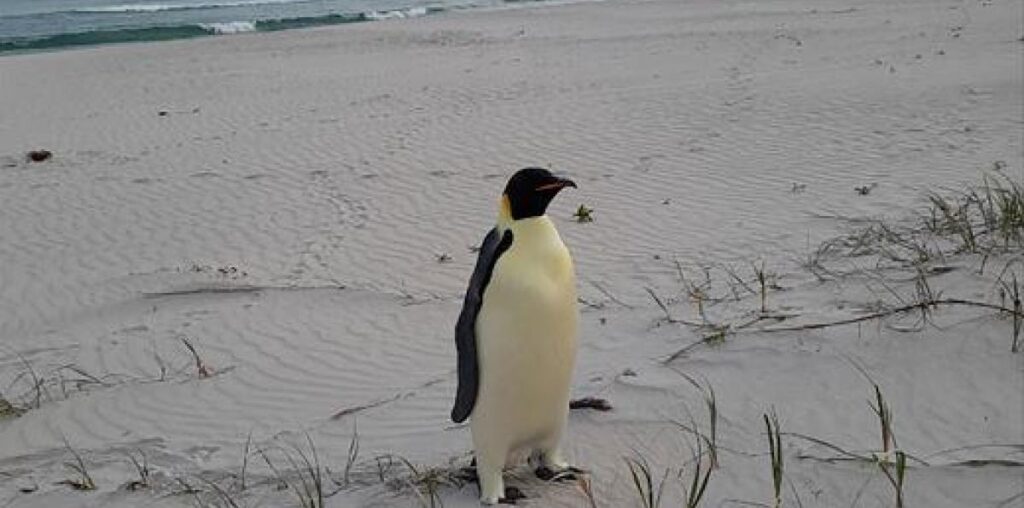 Malnourished emperor penguin that swam ashore in Australia 2,000 miles from home a quandary for rescuers