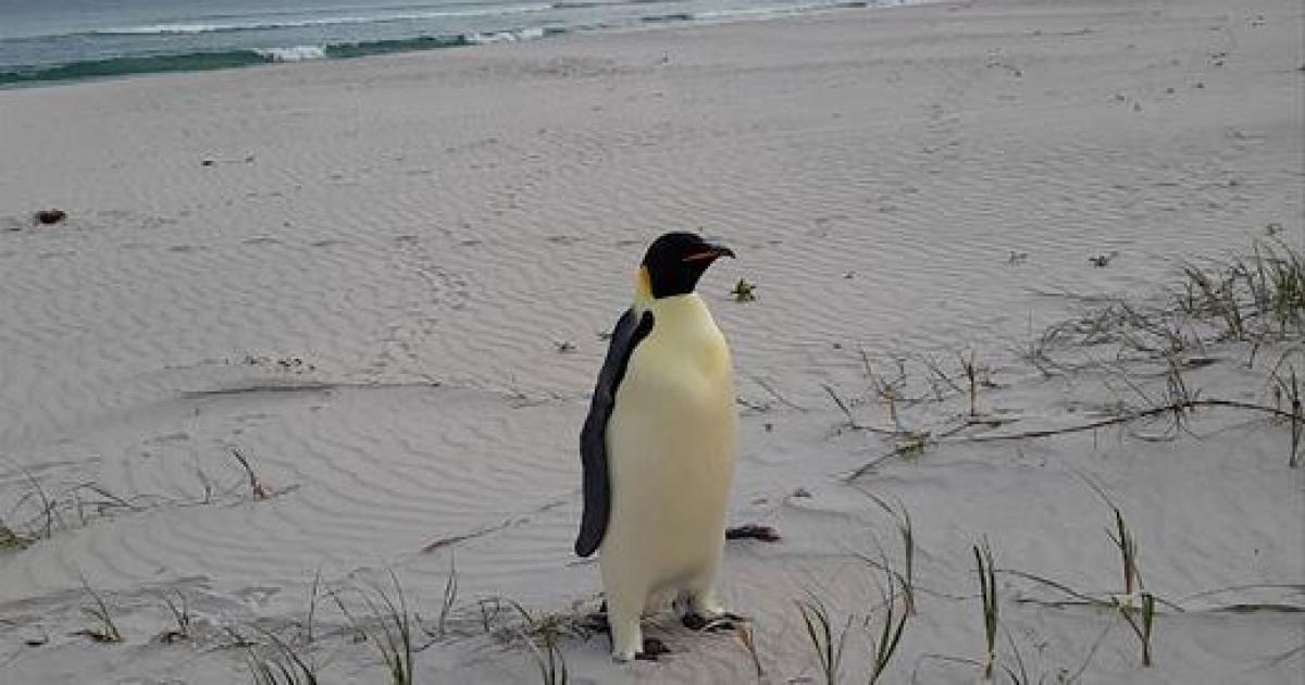 Malnourished emperor penguin that swam ashore in Australia 2,000 miles from home a quandary for rescuers